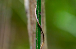 Asociatyvi iliustracija/ Vlado Ščiavinsko nuotrauka